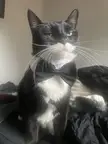 CatsInBusinessAttire