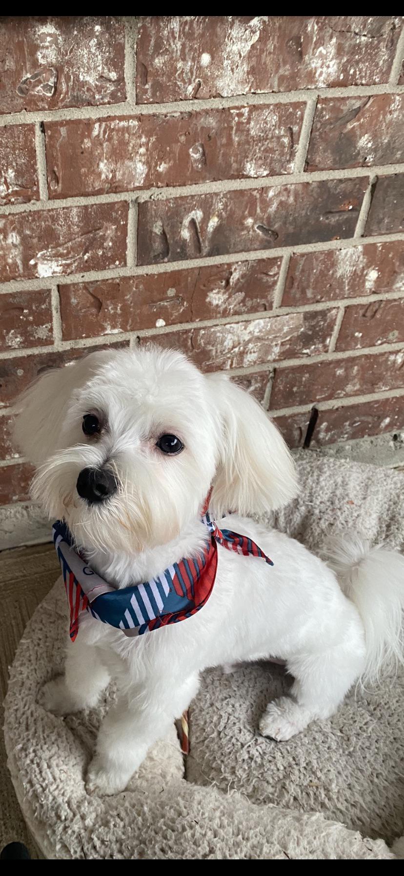 Prince my 8 month old puppy! 🥰