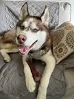 Spyro is one proud Husky today! way to go UConn!!