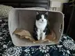 A double trap! Paper in a basket