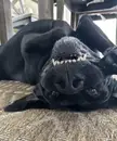 Starting to think I shouldn’t feed him after midnight
