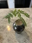 Future Honey Locust bonsai I grew from a seed. Does anyone have tips for turning it into a bonsai and not killing the tree?