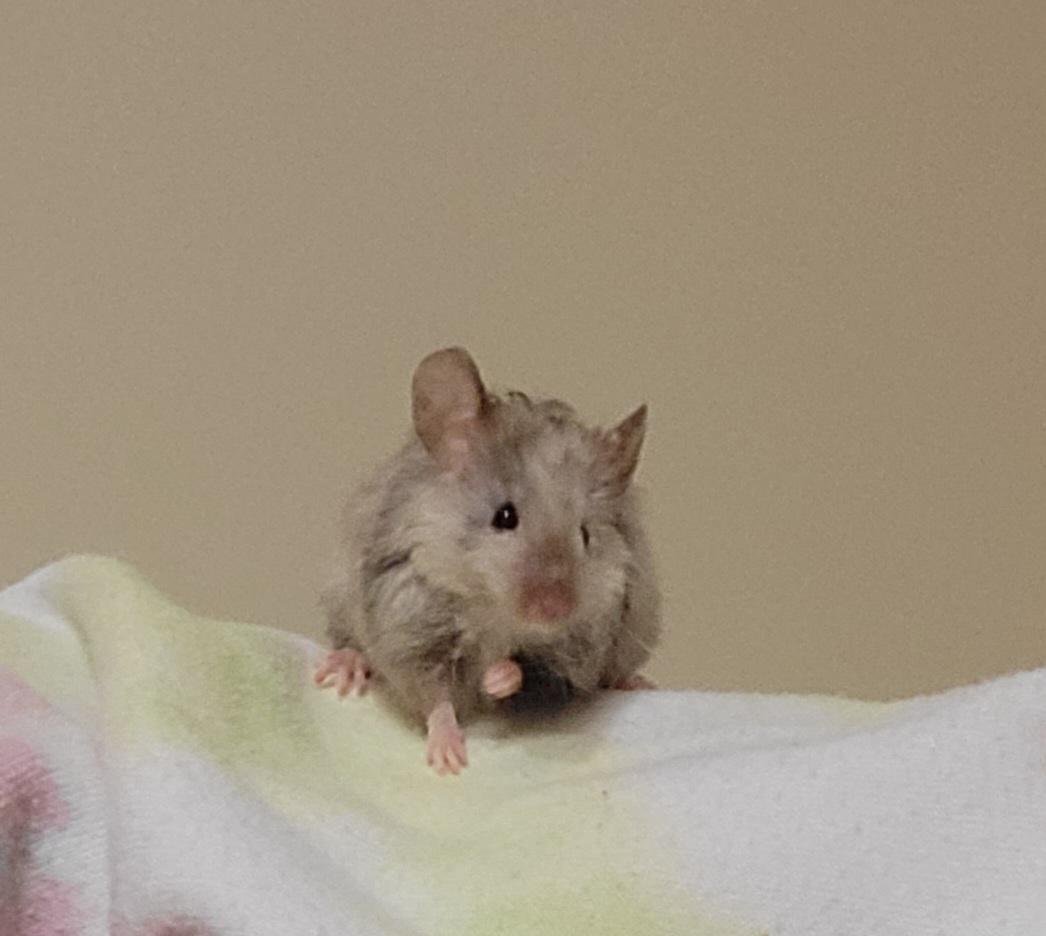 Is there any way to get your mice to not poop all over you when you take them out? 😹