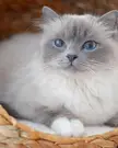 This Cute Ragdoll Cat 🐱
