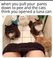 Cat thinks it's tuna