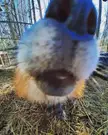 SNIFFSNIFFSNIFFSNIFFSNIFFSNIFF
