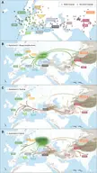 Indo European migrations by Bayesian phylogenetic analysis from Max Planck University.