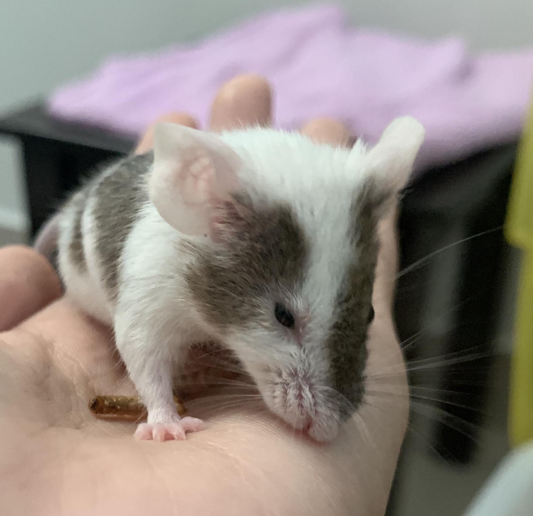 Why is my mouse squinting on his right eye?