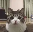 Cute Moves of kitty Cat