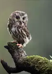 Baby one ❤️🦉