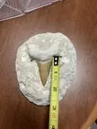 Shark tooth identification