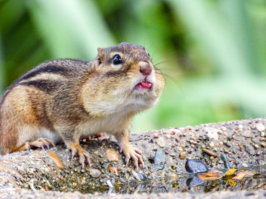 Chester was giving us the raspberries this morning. | Scrolller