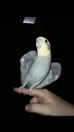 My piece of heart (literally heart shaped) Rio. I love him so much