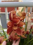 Can you help me ID this Cymbidium?