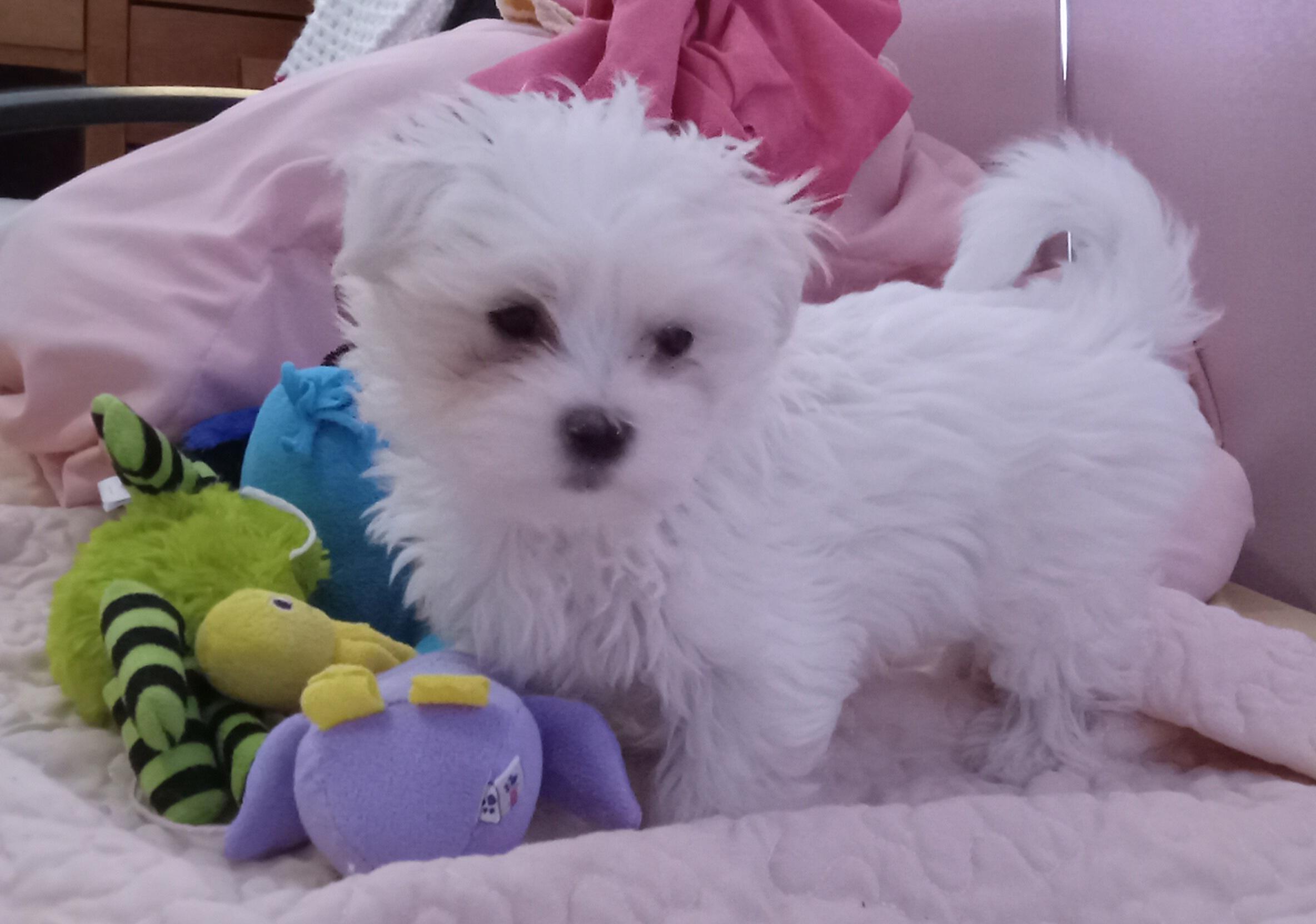 Elsie the maltese🥰