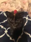 Our baby Speck with a raspberry hat! (