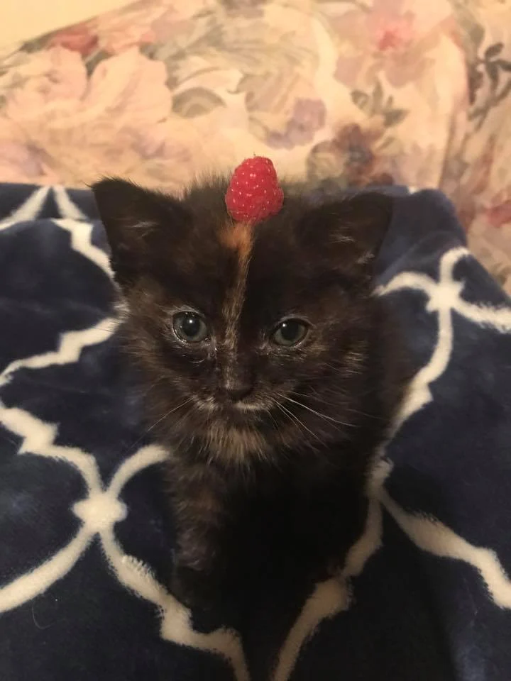 Our baby Speck with a raspberry hat! (