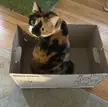 Office cat trap caught a big ol trespasser