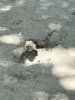 Lil friend that walked up to me and politely requested i pat him