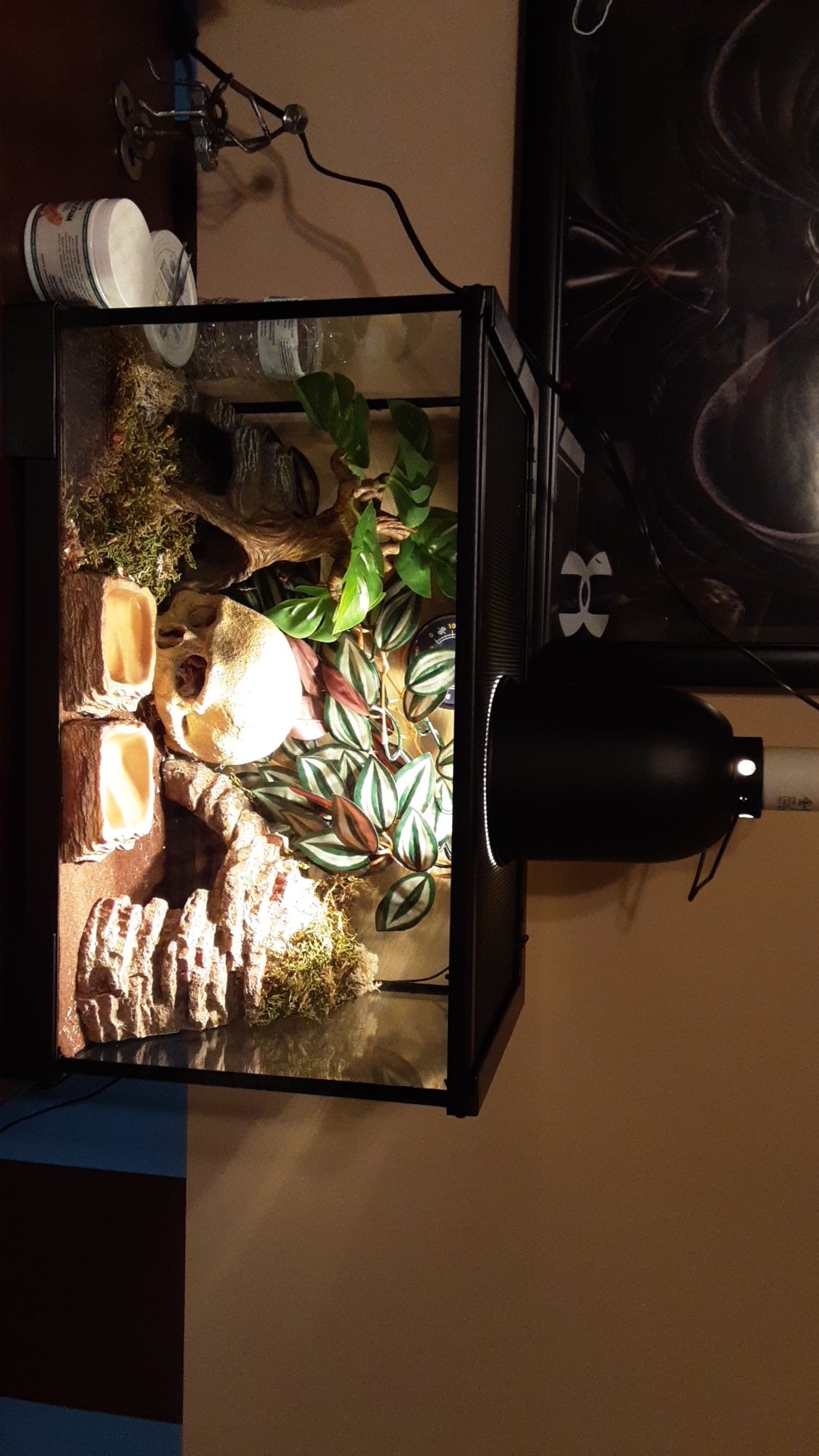 hey guys! I just got a baby leopard gecko from PetSmart about 2 hours ago. how is my setup? should I change anything or not? please comment if I should because I really want to keep this little guy alive. thanks!