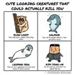 Cute looking creatures that can actually be dangerous for you (OC)