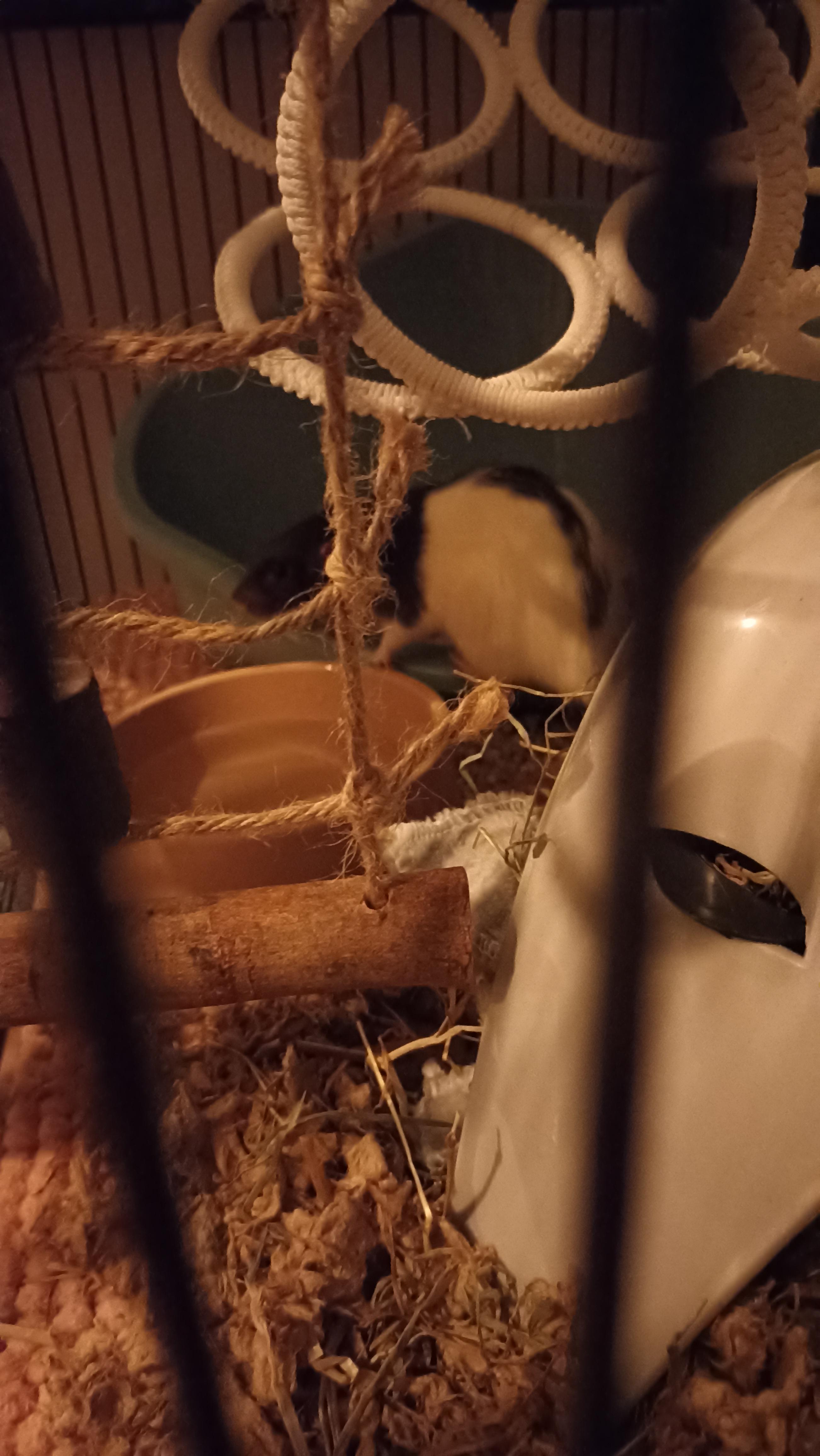 Any tips for training rats
