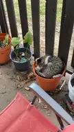 Sweet sweet Charles asleep in the neighbor’s pot