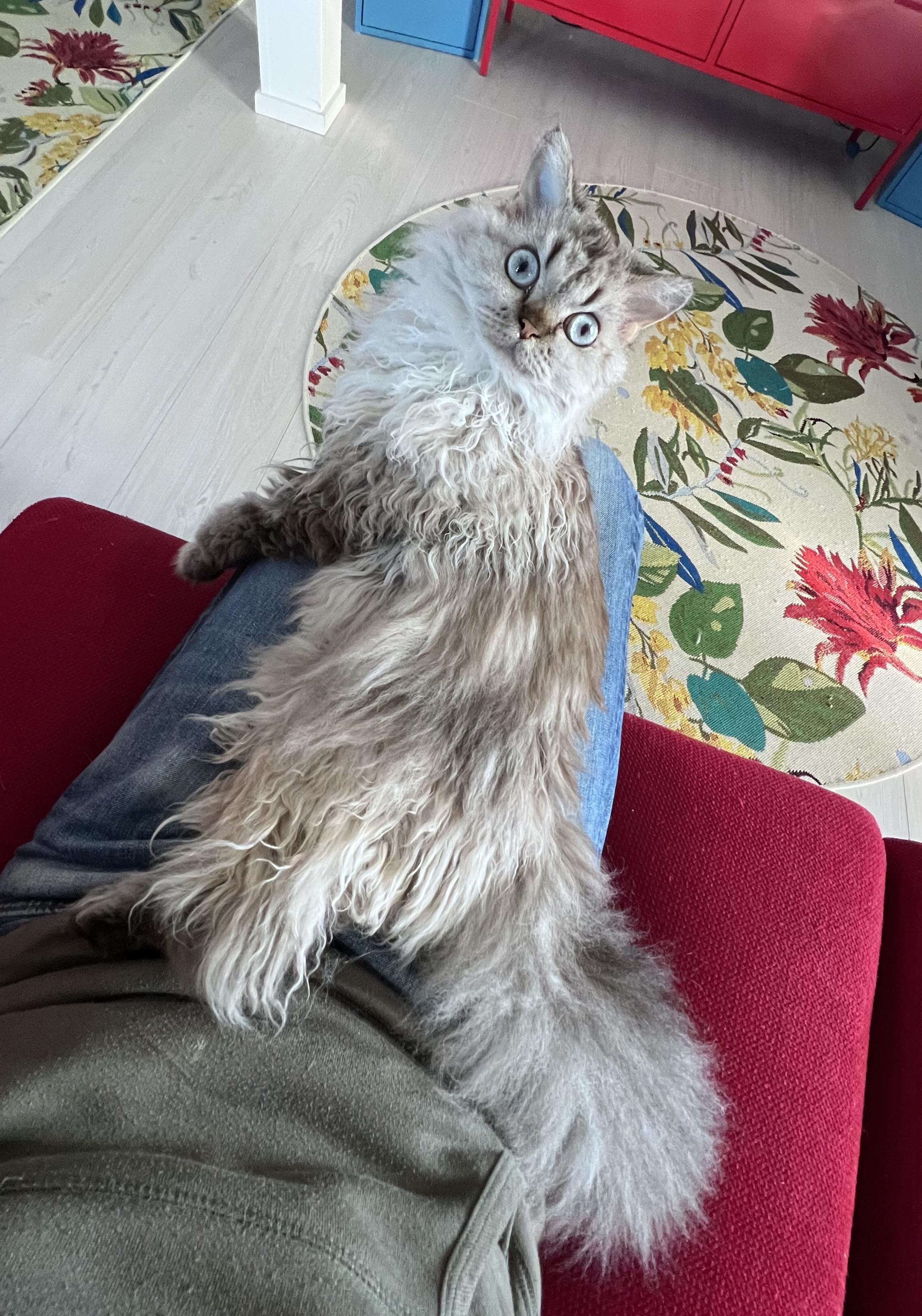 Human!!! Scratch me!!!