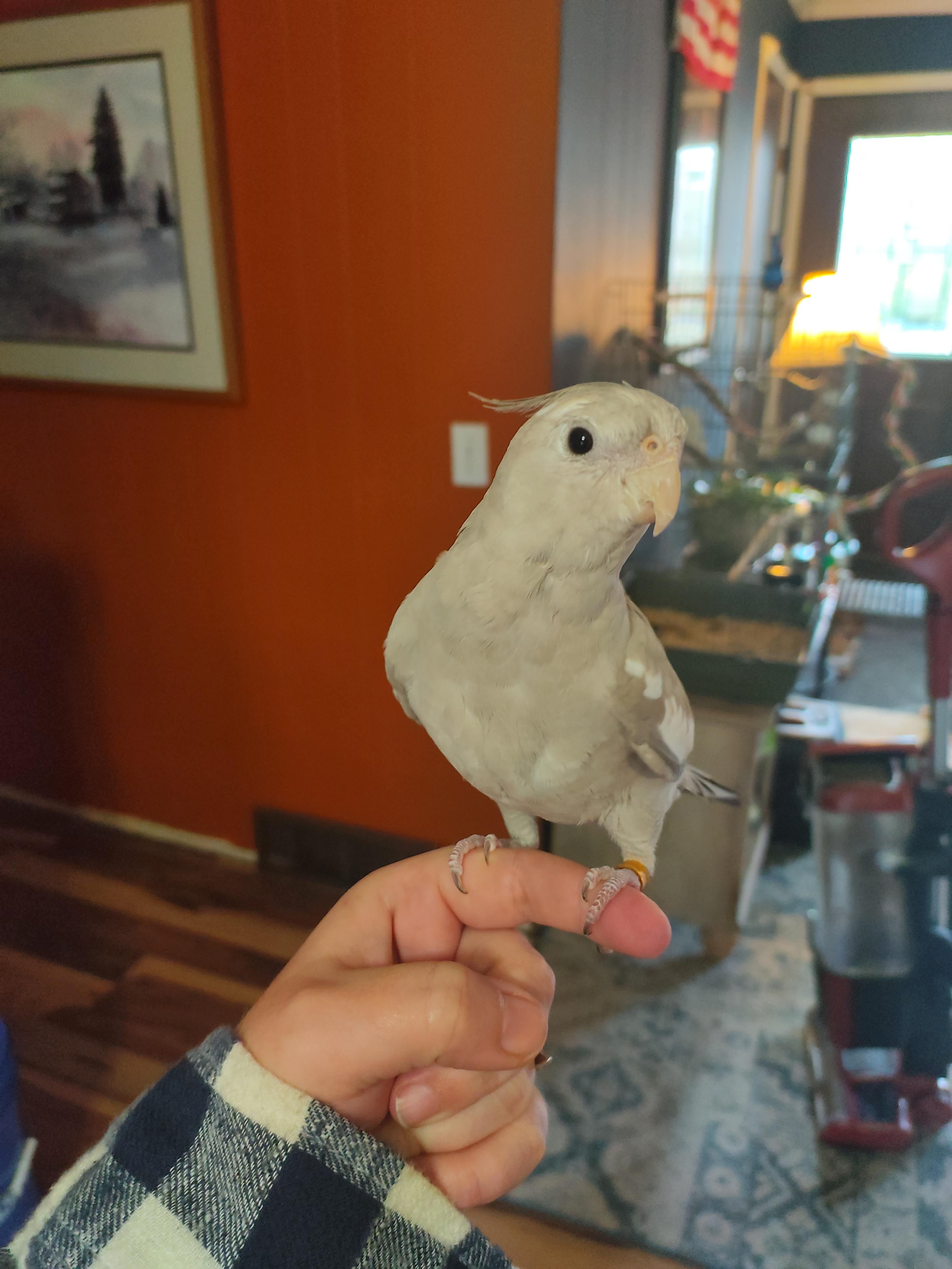 A white cockatiel interacting with a person in a plaid shirt and a dog indoors.