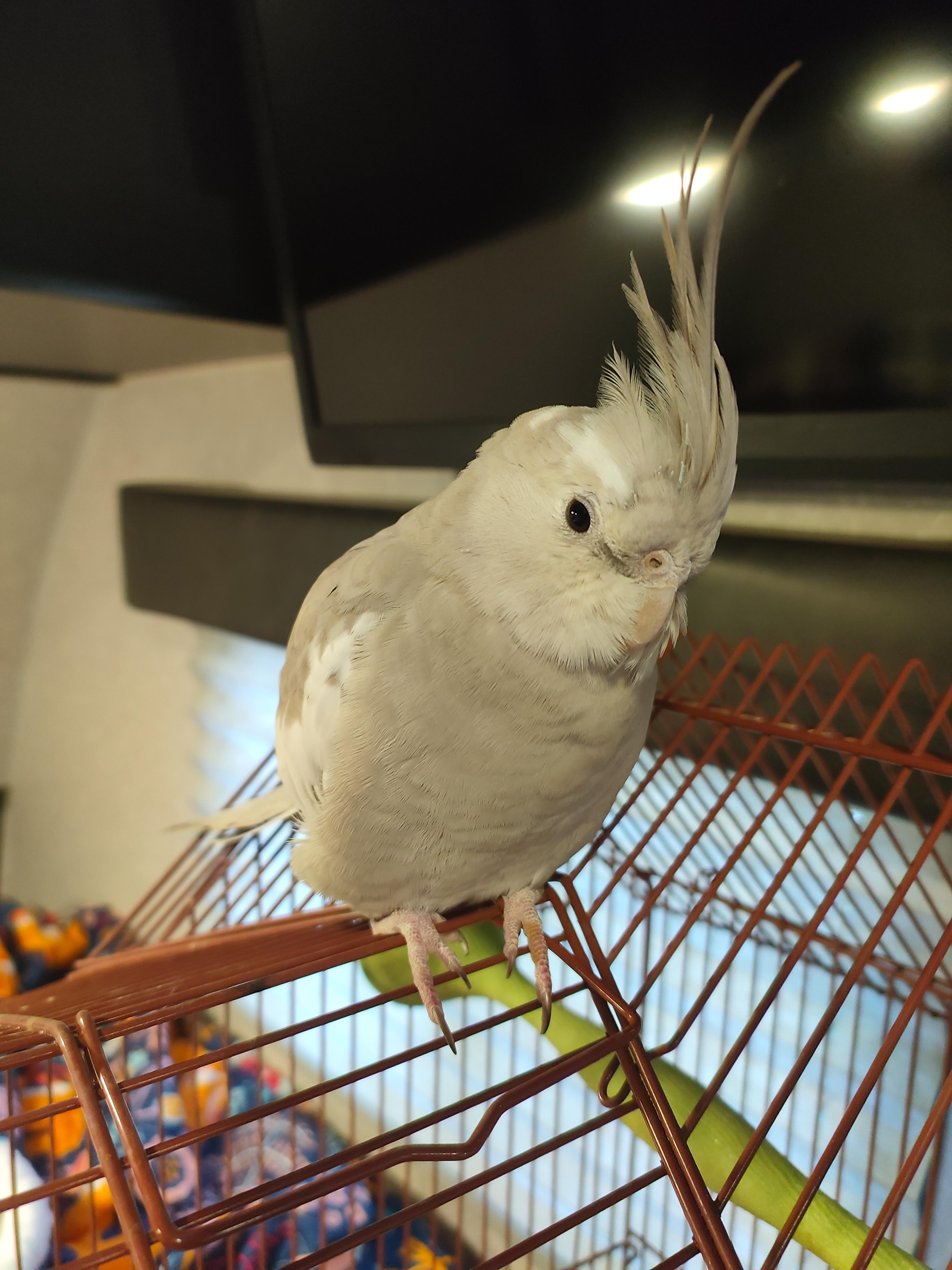 A white cockatiel interacting with a person in a plaid shirt and a dog indoors.