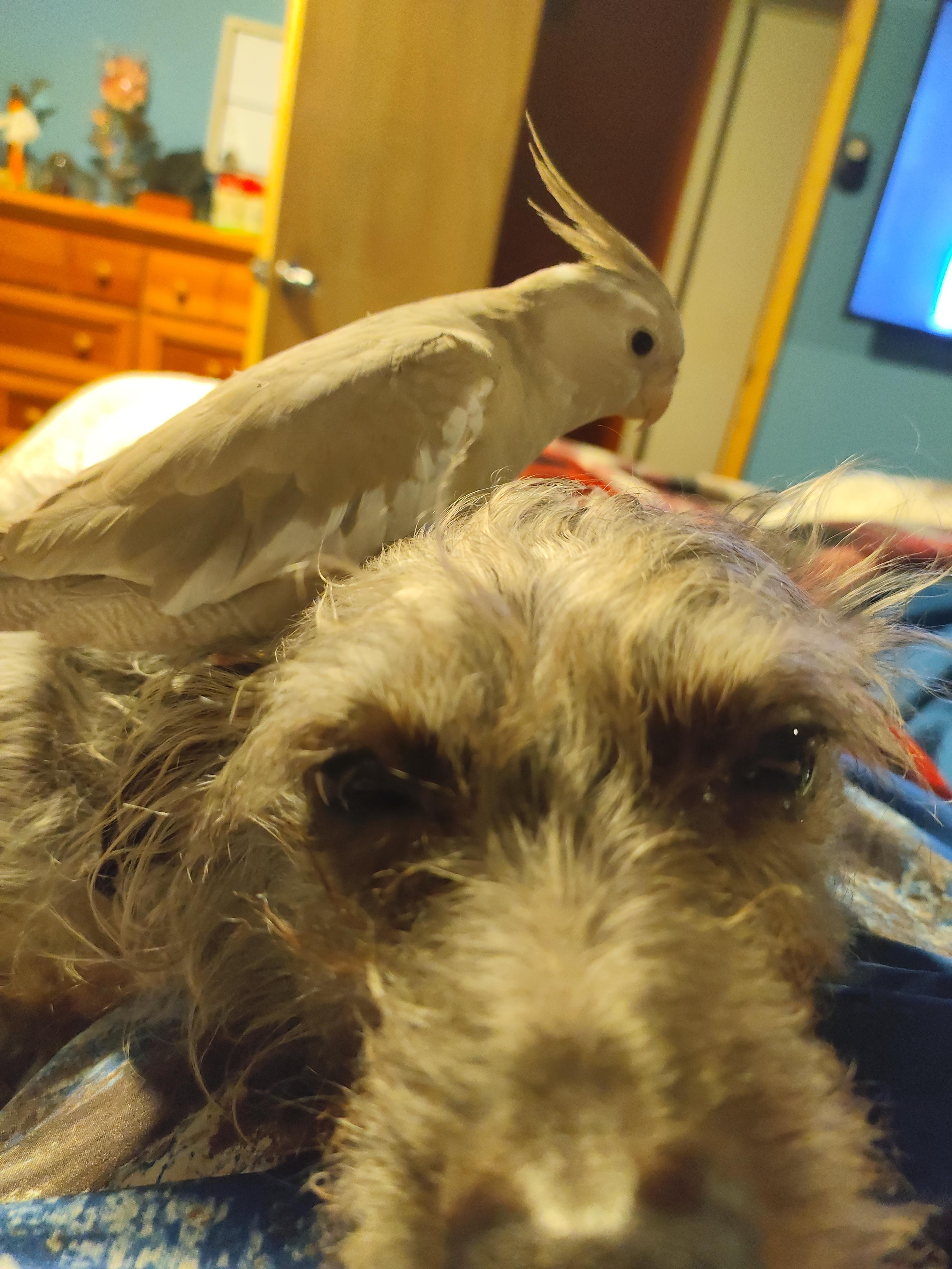 A white cockatiel interacting with a person in a plaid shirt and a dog indoors.