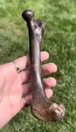 Dire Wolf Femur Bone From Florida.