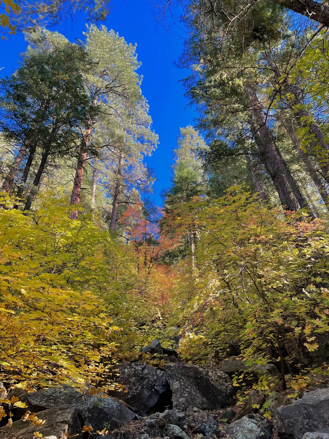 Harding Springs Trail in Oak Creek Canyon, Arizona [3024 x 4032] [OC ...