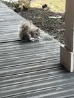 Young squirrel, hair loss.