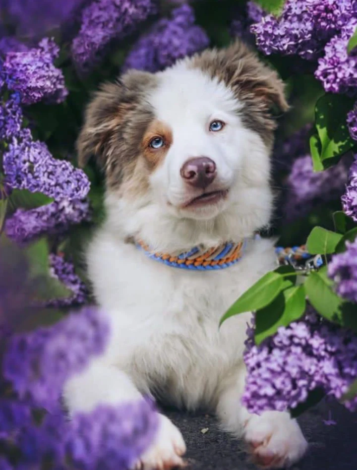 This Cute Australian Shepherd рџђ Scrolller