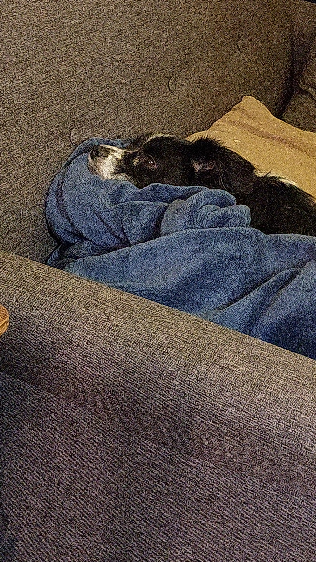 Tucked in old kokoni