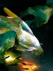Abstract from Haw Par Villa