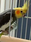 This bird is called SpongeBob