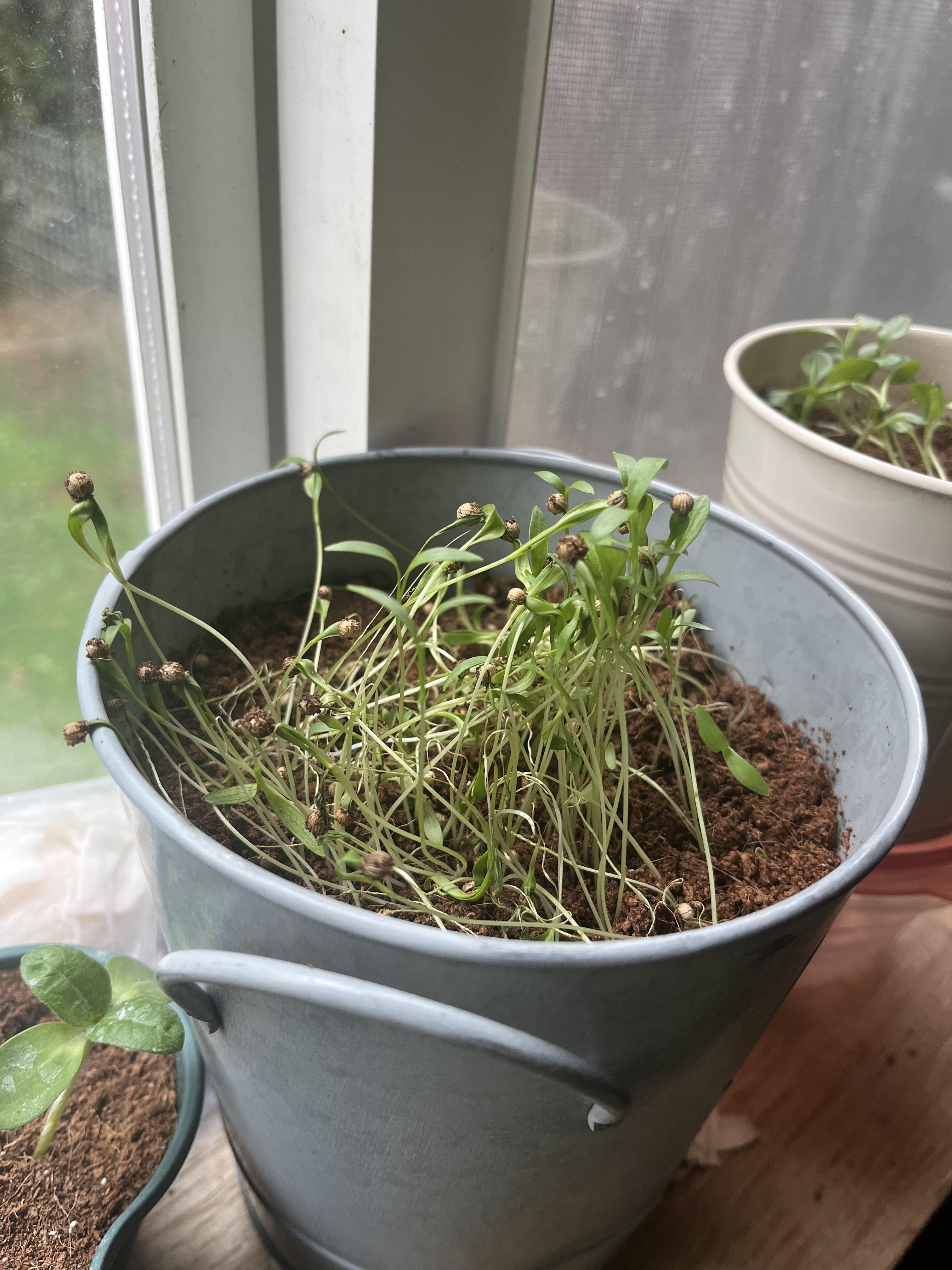 Why is my cilantro wilting? | Scrolller