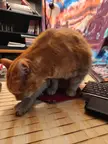 Sushi's fat butt just forced all the snaps open so he would fit in my dice tray