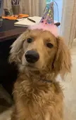 He is wearing his party hat.