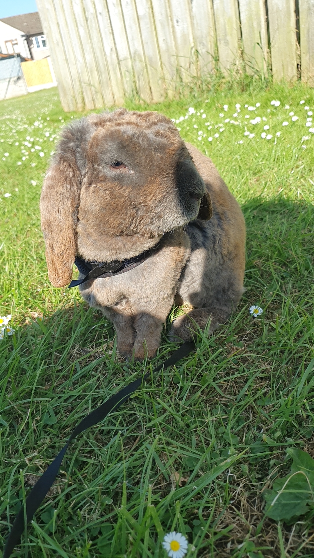 Enjoy my rabbit posing for you 💕
