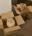 These boxes, sorry cat traps, live in the living room permanently.