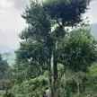Big tea tree in Hà Giang, Vietnam.
