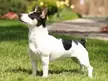 This Cute Toy Fox Terrier 🐶