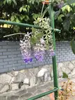 These flowers that grow in a pretty gradient pattern