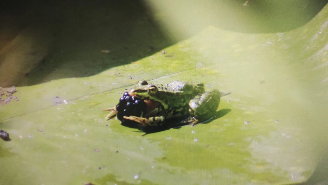 frog caught a raspberry | Scrolller