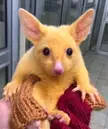 This Cute Golden Possum 💛