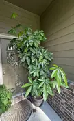 Giant Momey Tree - Ground Plant Outdoors?