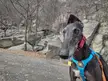 Bolt's pyramid ears